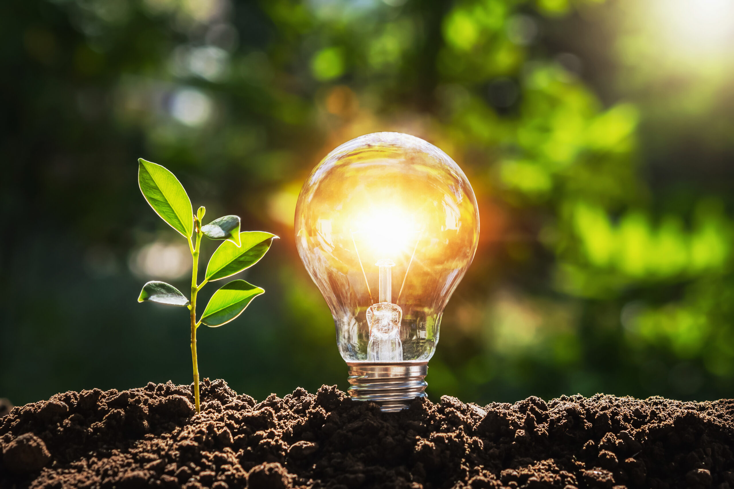 lightbulb tree with sunlight on soil. concept save world and ene